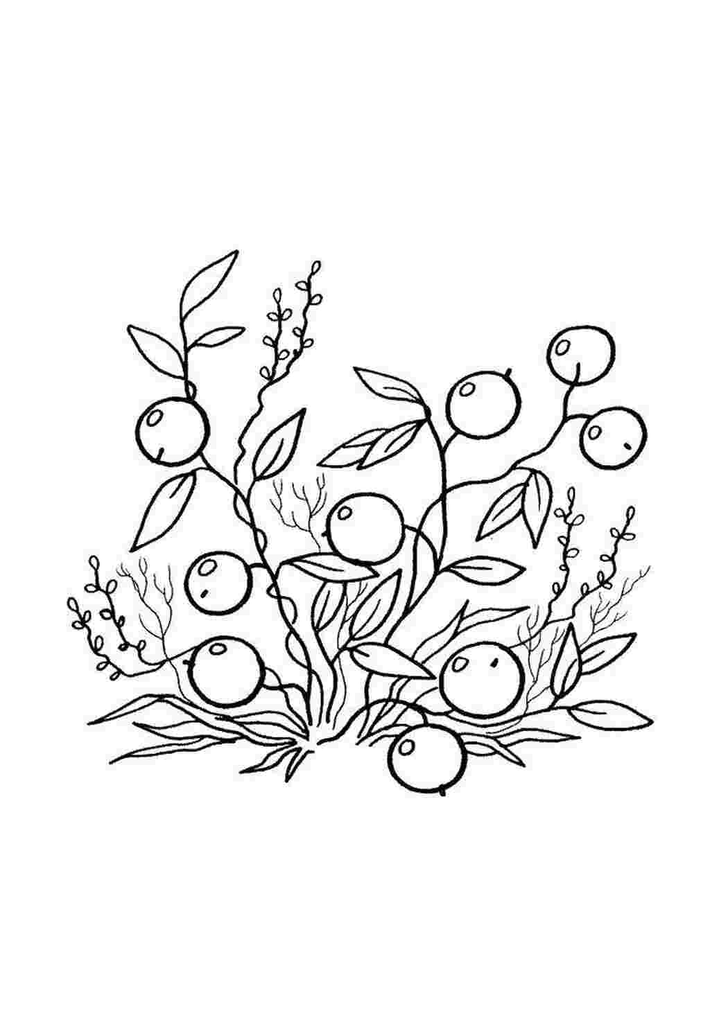 Раскраска Ягоды смородинки