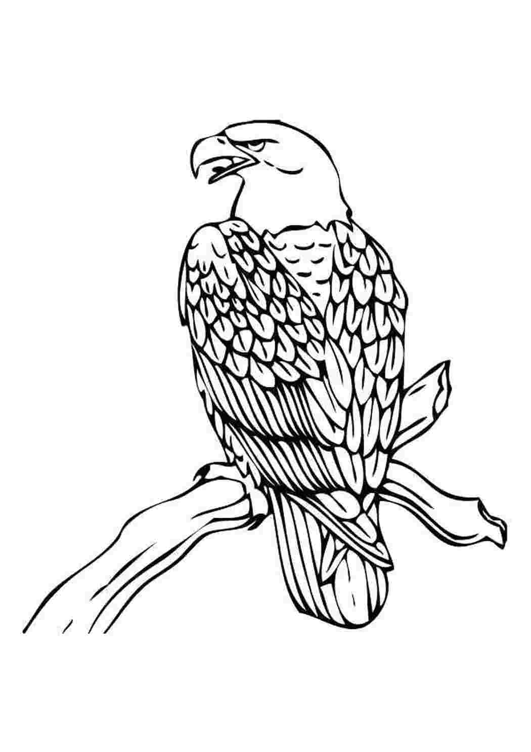 Раскраска  Орел сел на ветку