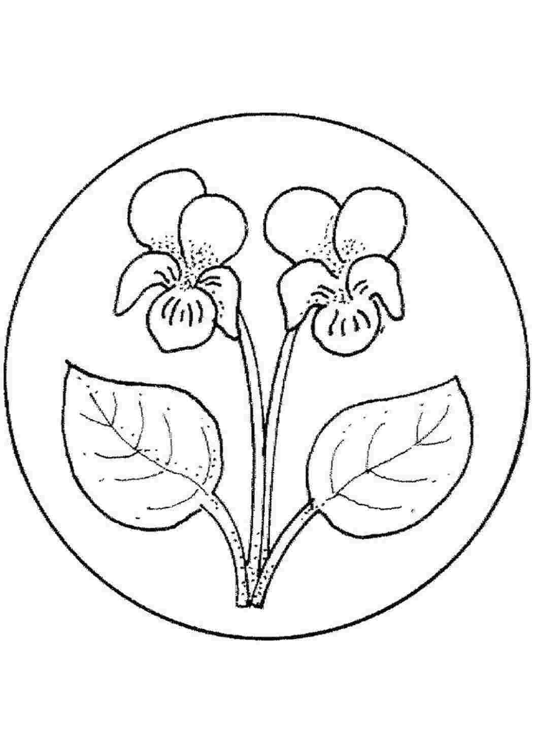 Раскраска Ирисы