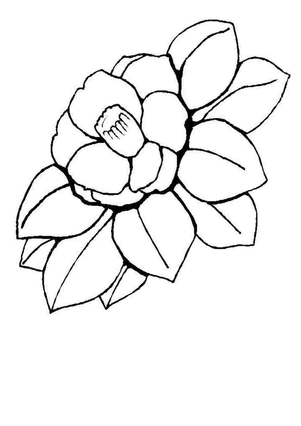 Расскраска цветка Камилия