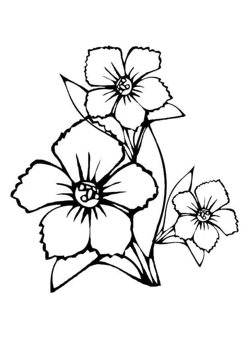Раскраска Цветы
