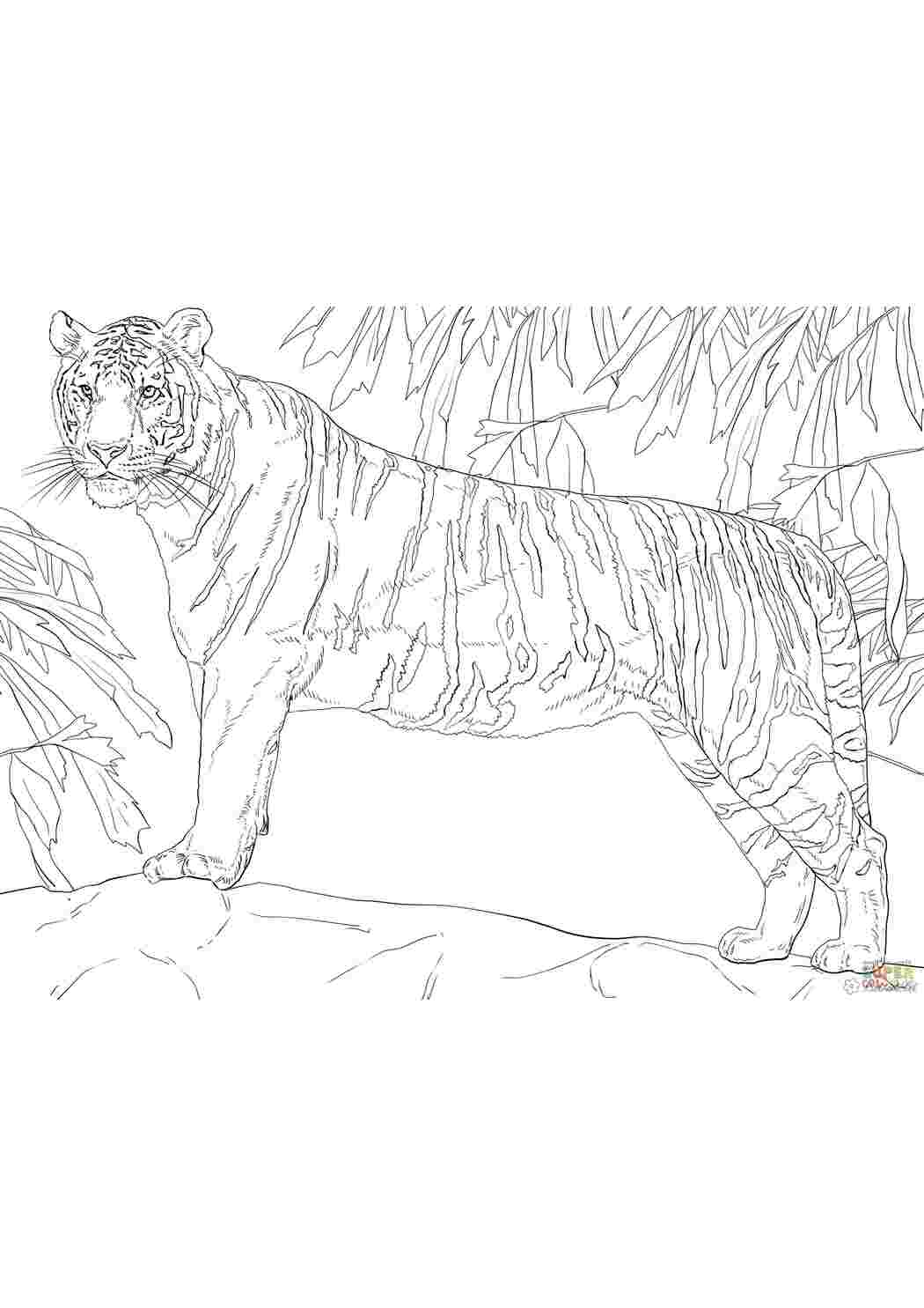 Рисунок амурский тигр раскраска