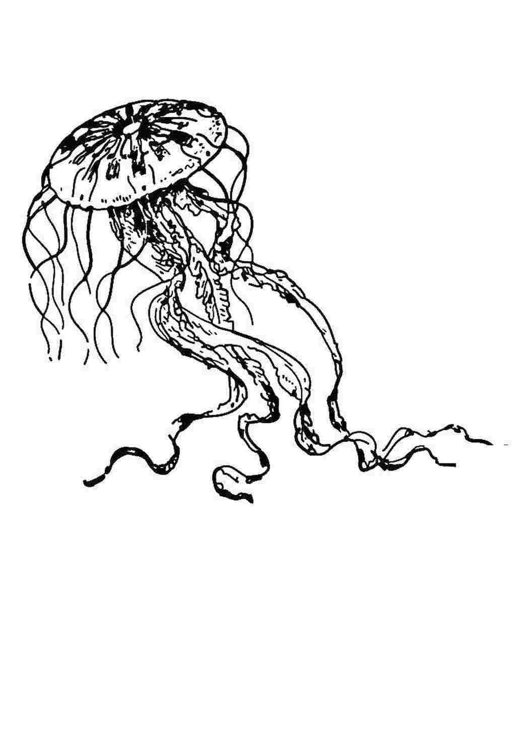 Медуза раскраска для детей без щупалец