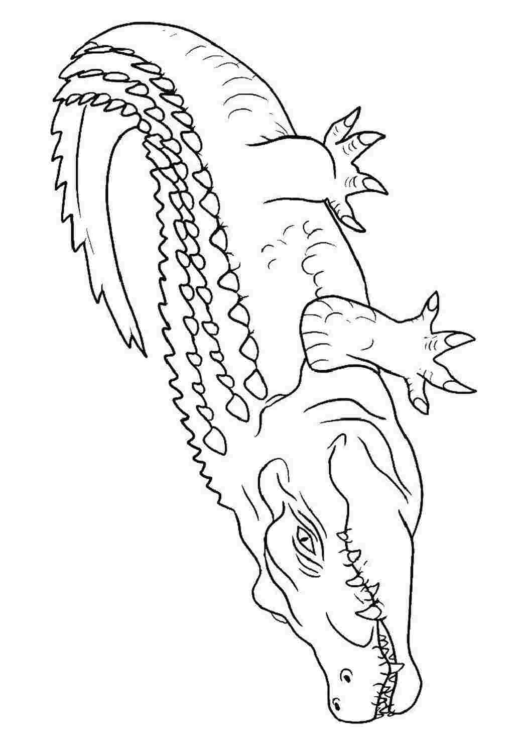 Раскраска Крокодил