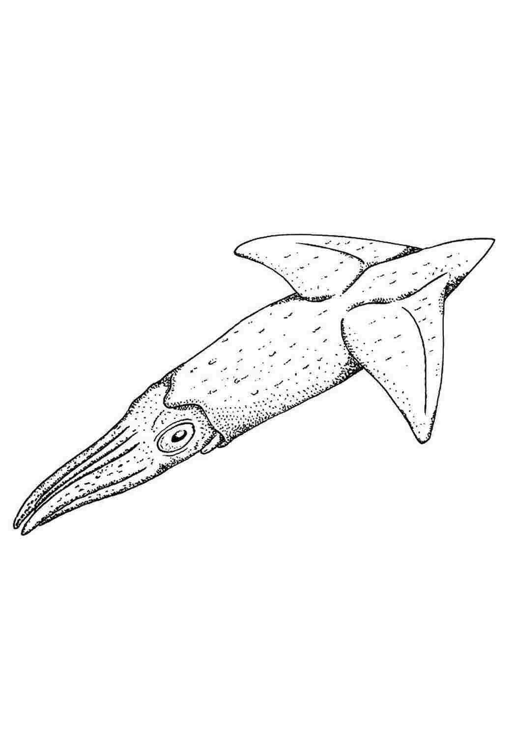 Раскраска Кальмар