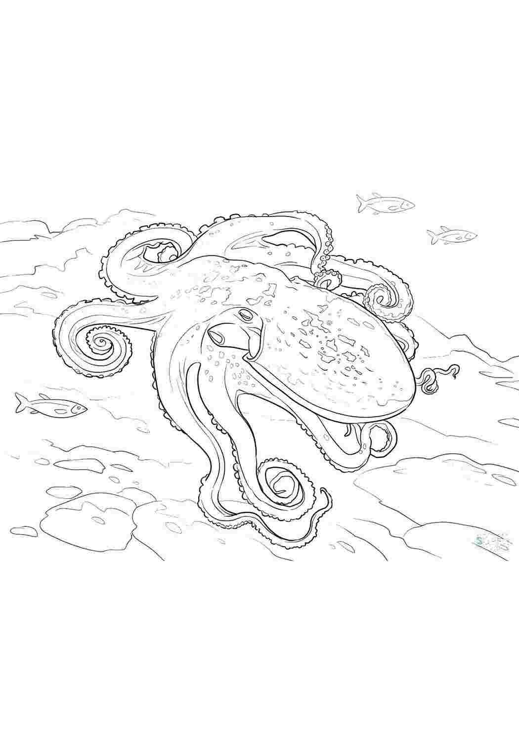 Раскраска Осьминог