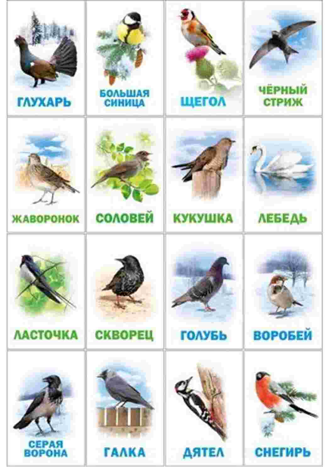 Раскраска карточка диких птиц 