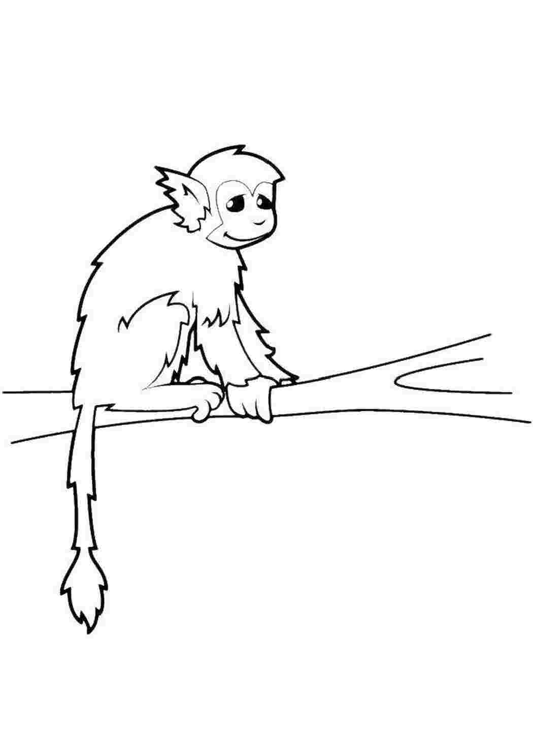 Рисунок к рассказу обезьянка. Житков про обезьянку 3 класс. Яшка Житков. Обезьяна раскраска. Обезьяна раскраска для детей.