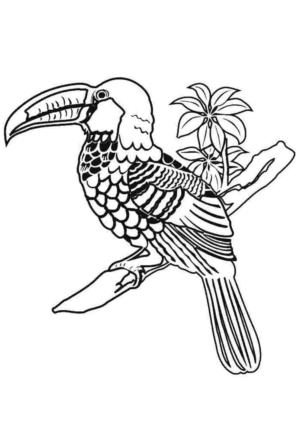 Раскраска Тукан