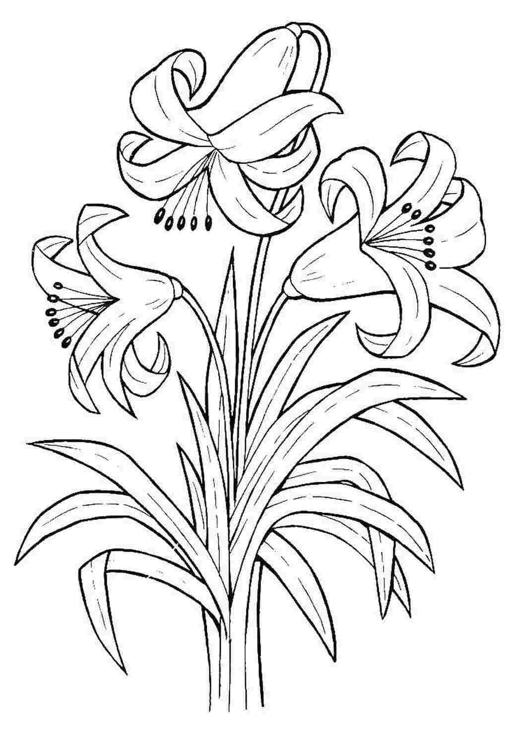 Раскраска Лилии