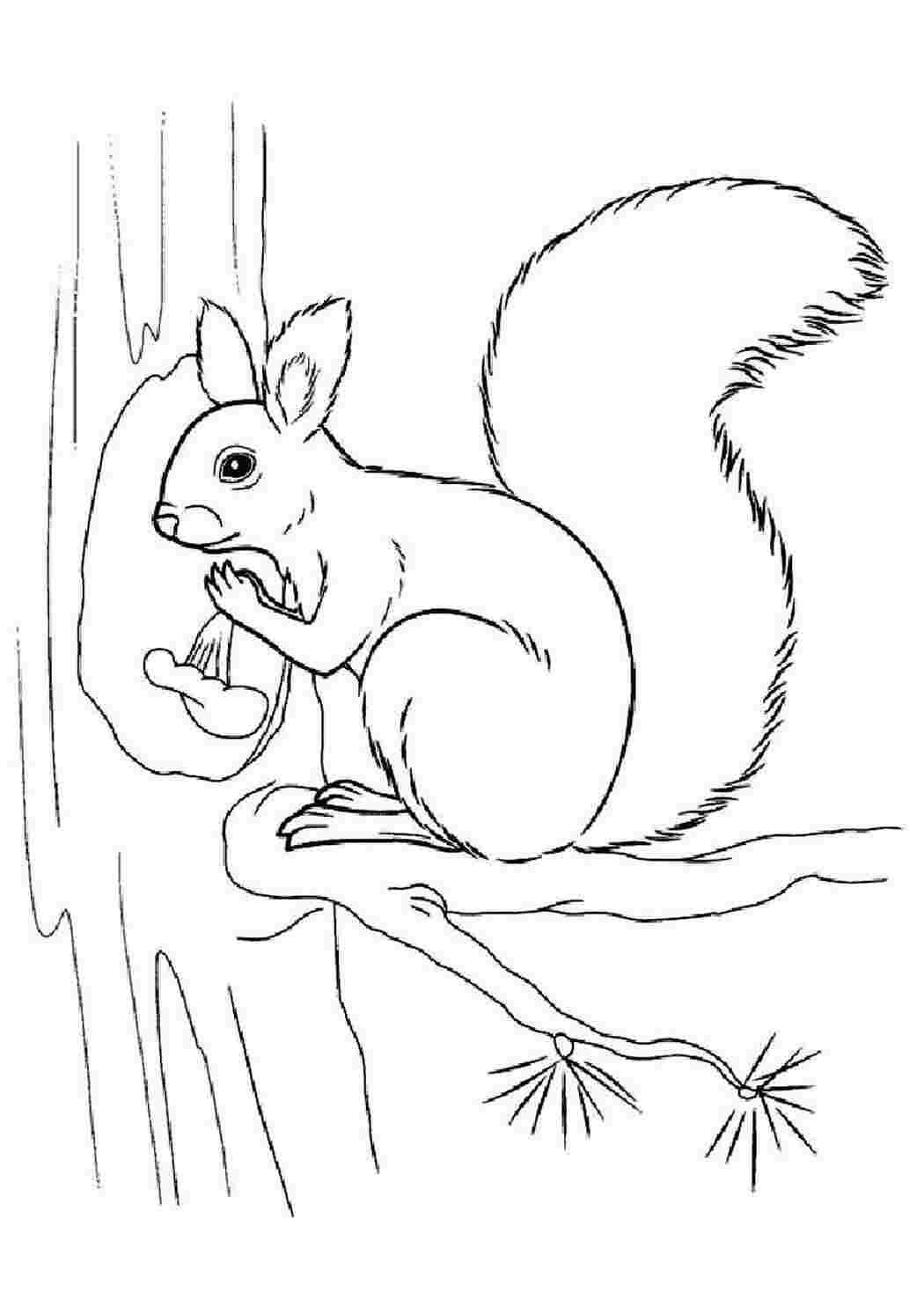 Раскраска Белка