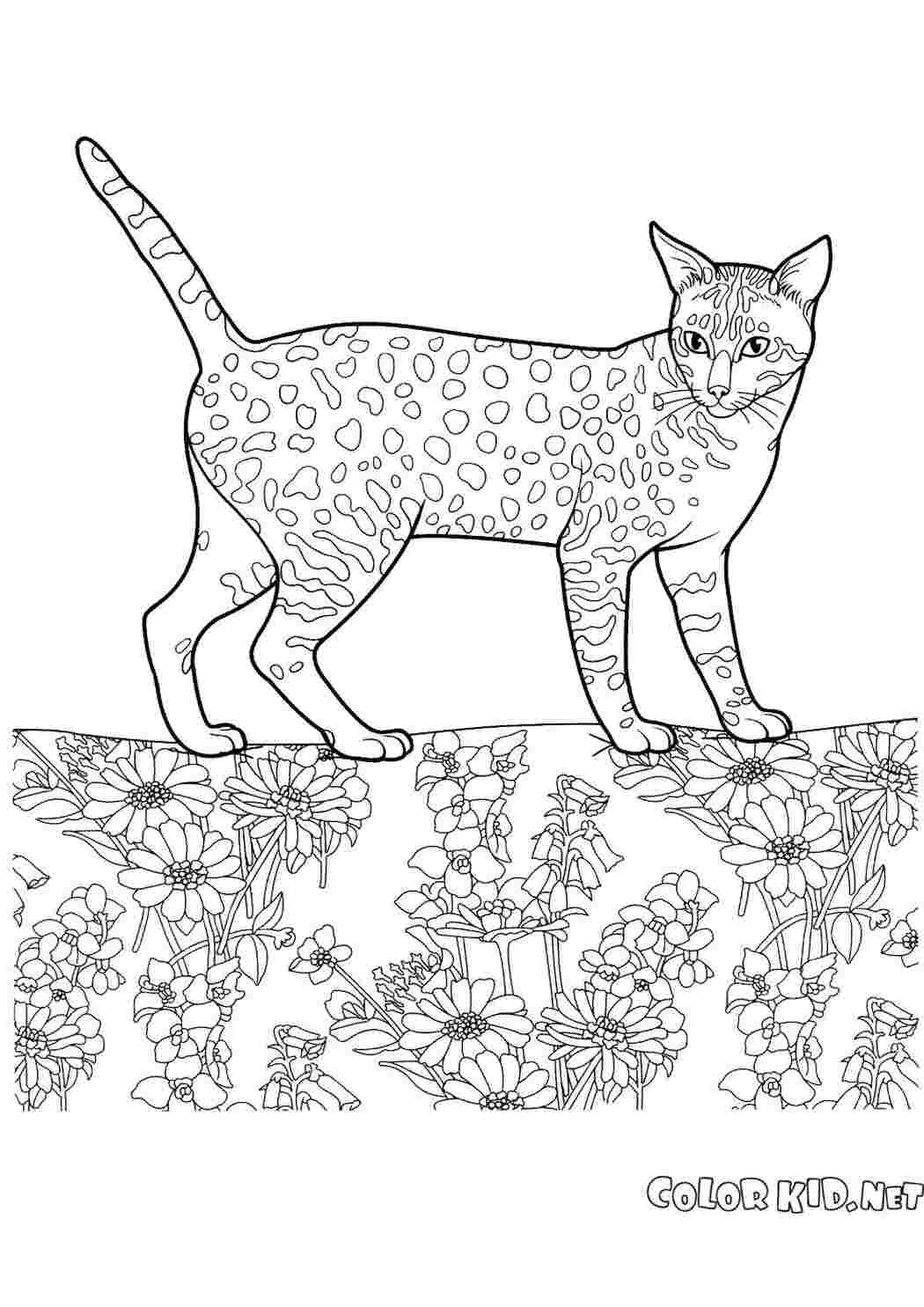 Раскраска Египетская мау