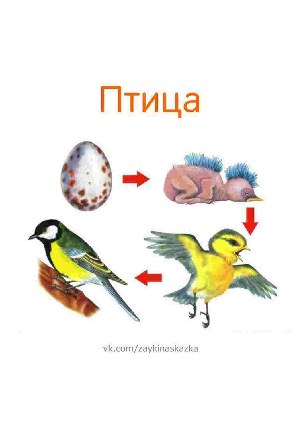 Раскраска карточка диких птиц 